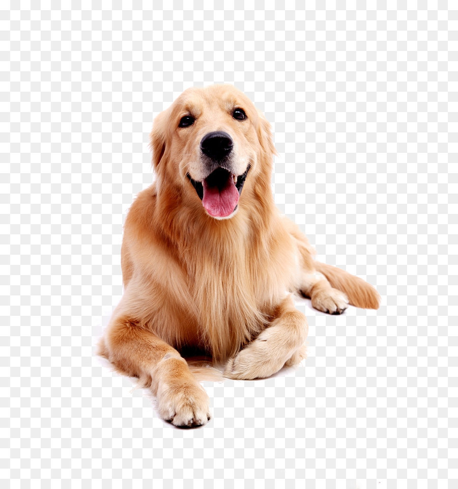 Golden Retriever Labrador Retriever Puppy   Dog Pet Golden Retriever - Labrador Retriever, Transparent background PNG HD thumbnail