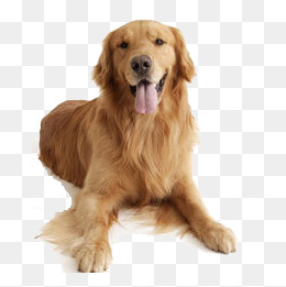 Golden Retriever Large Dog, Golden, Dog, Guide Dog Png Image And Clipart - Labrador Retriever, Transparent background PNG HD thumbnail