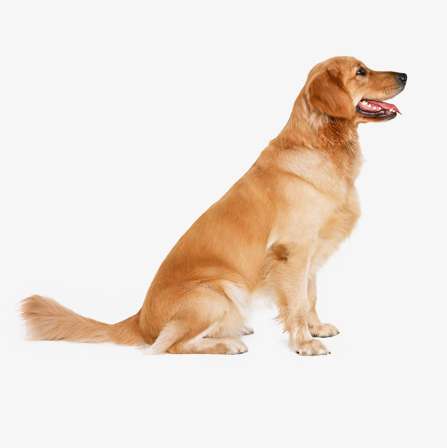 Golden Retriever Puppy, Element, Element Dog, Dog Png Image And Clipart - Labrador Retriever, Transparent background PNG HD thumbnail