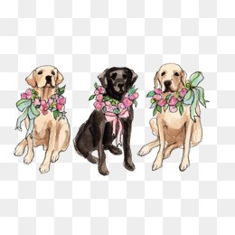 Labrador, Golden, Animal, Pet Png Image And Clipart - Labrador Retriever, Transparent background PNG HD thumbnail