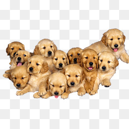 Labrador, Pet, Pet Dog, Labrador Png Image And Clipart - Labrador Retriever, Transparent background PNG HD thumbnail