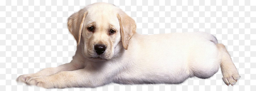 Labrador Retriever Golden Retriever Puppy Dog Breed   Sad Puppy - Labrador Retriever, Transparent background PNG HD thumbnail