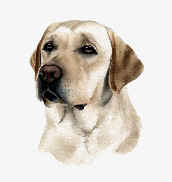 Pet Labrador Dog, Hand Painted Puppy, Pet Dog, Cartoon Puppy Png Image And - Labrador Retriever, Transparent background PNG HD thumbnail