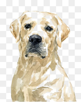 Watercolor Golden Retriever Dog, Hand Painted Puppy, Cartoon Puppy, Pet Dog Png - Labrador Retriever, Transparent background PNG HD thumbnail