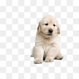 White Labrador Dog, White, Labrador Dog, Dog Png Image And Clipart - Labrador Retriever, Transparent background PNG HD thumbnail