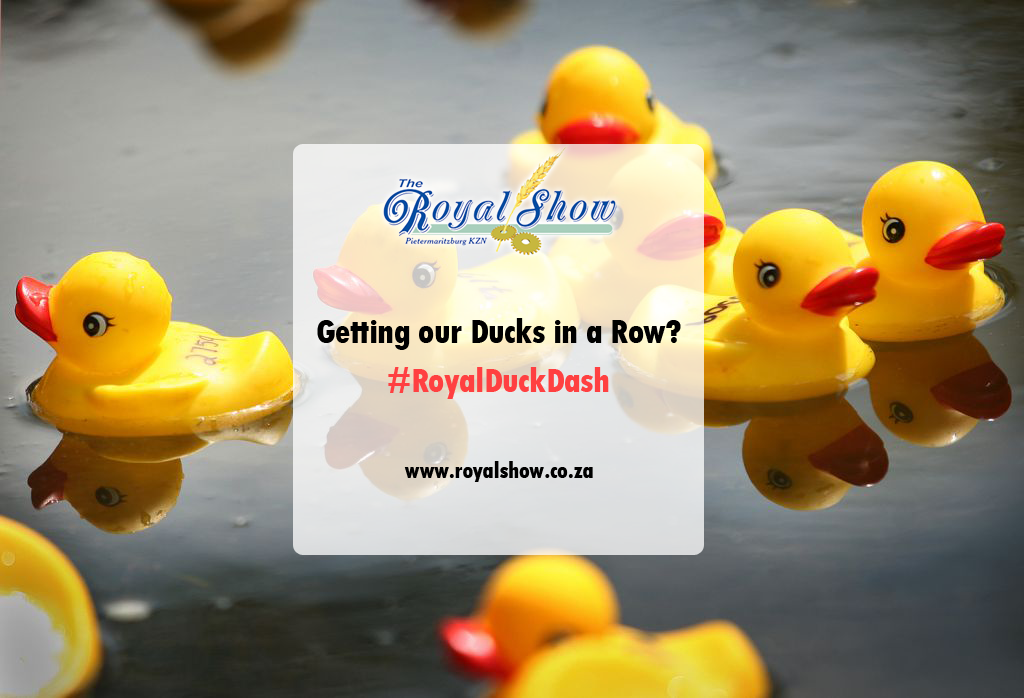 Be A Part Of The Royal Duck Dash! - Ducks In A Row, Transparent background PNG HD thumbnail