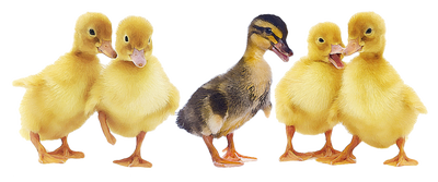 Ducks In A Row Clipart   Google Search - Ducks In A Row, Transparent background PNG HD thumbnail