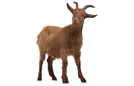 Goat Clip Art Free Download - Goat, Transparent background PNG HD thumbnail