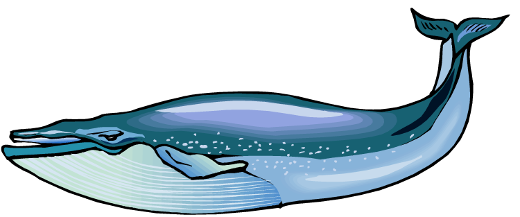 Blue Whale Png Hd - For March, Transparent background PNG HD thumbnail