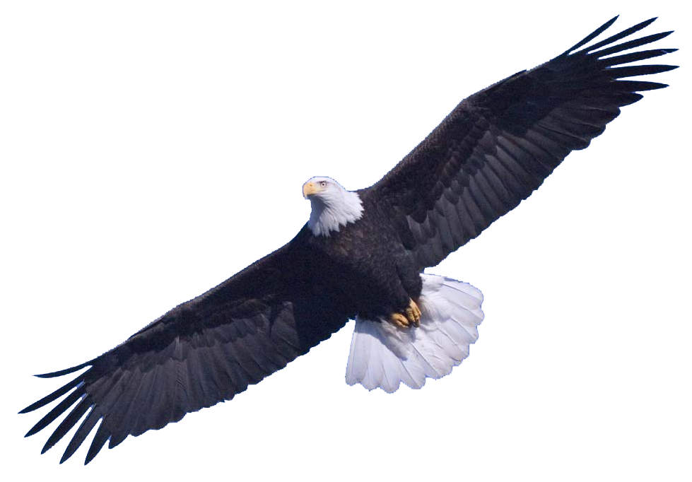 Eagle Format: PNG image with 