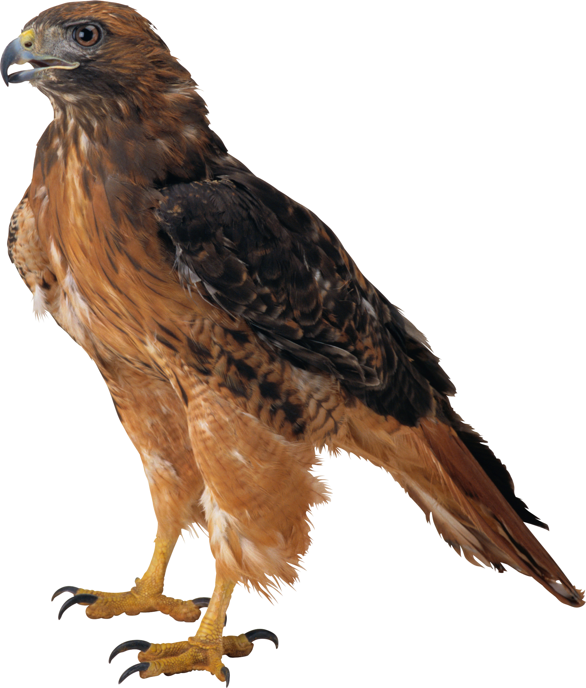 Download - Of Eagles, Transparent background PNG HD thumbnail