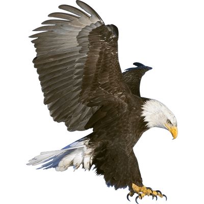 Eagle wings, Eagle Soaring, F