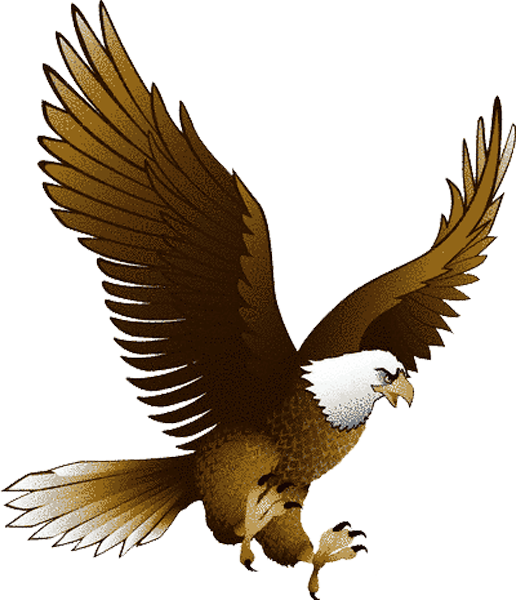 golden eagle, Eagle Soaring, 