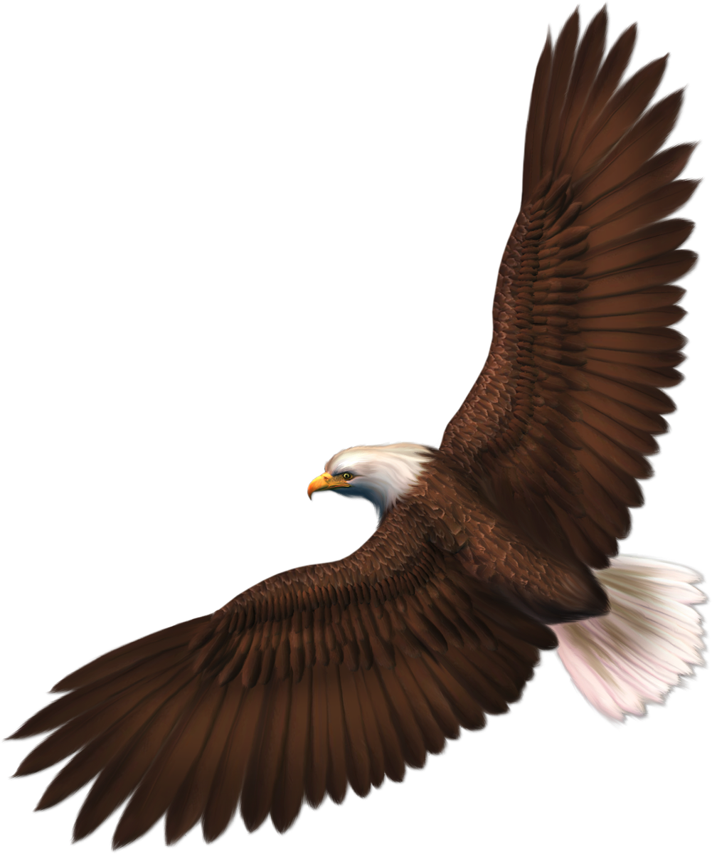 Vector cartoon eagles, Cartoo