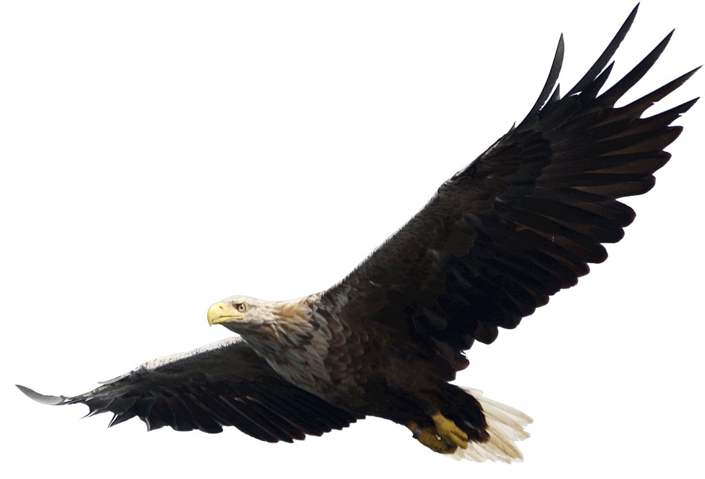 Eagle Png Image, Free Download - Of Eagles, Transparent background PNG HD thumbnail