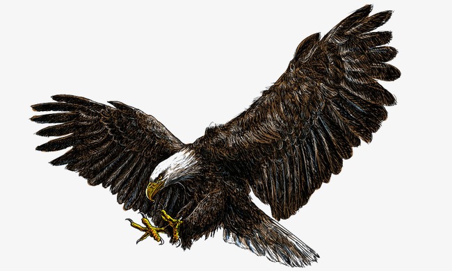 Eagle · Eagle PNG image, fre