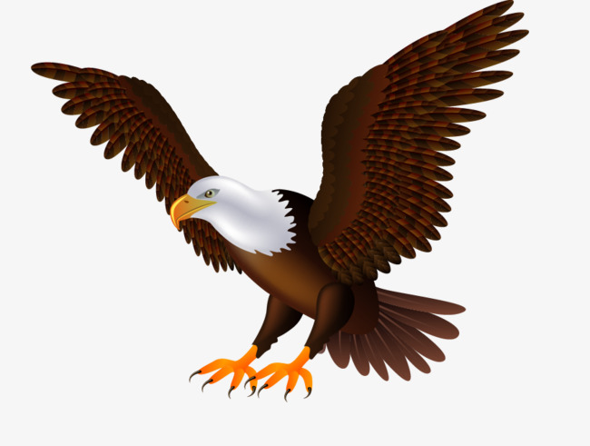 Flying Eagles, Eagle, Eagle Wings, Birds Png And Vector - Of Eagles, Transparent background PNG HD thumbnail