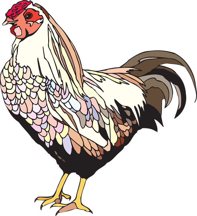 Rooster, Hen, Farm, Animals, 