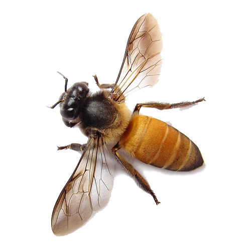 Bee Png Image - Honey Bee, Transparent background PNG HD thumbnail
