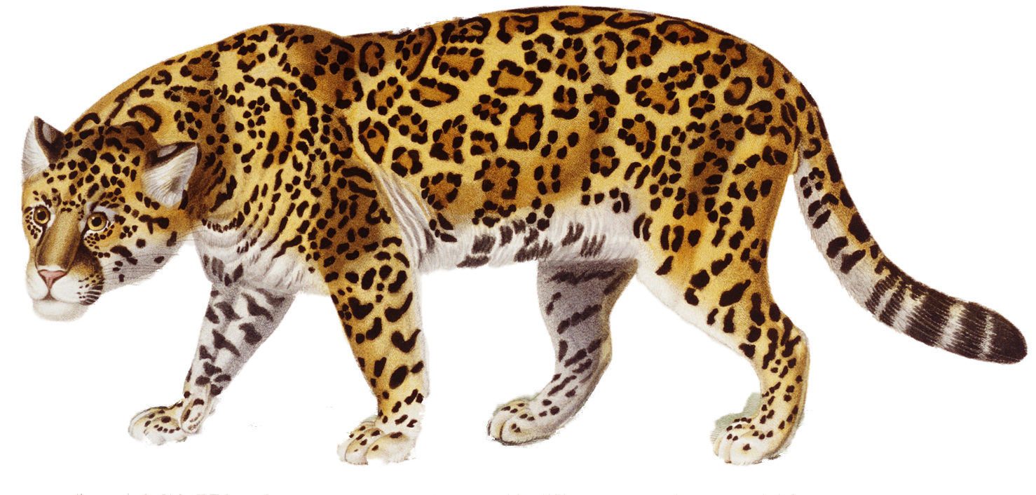 Jaguar - Jaguar, Transparent background PNG HD thumbnail