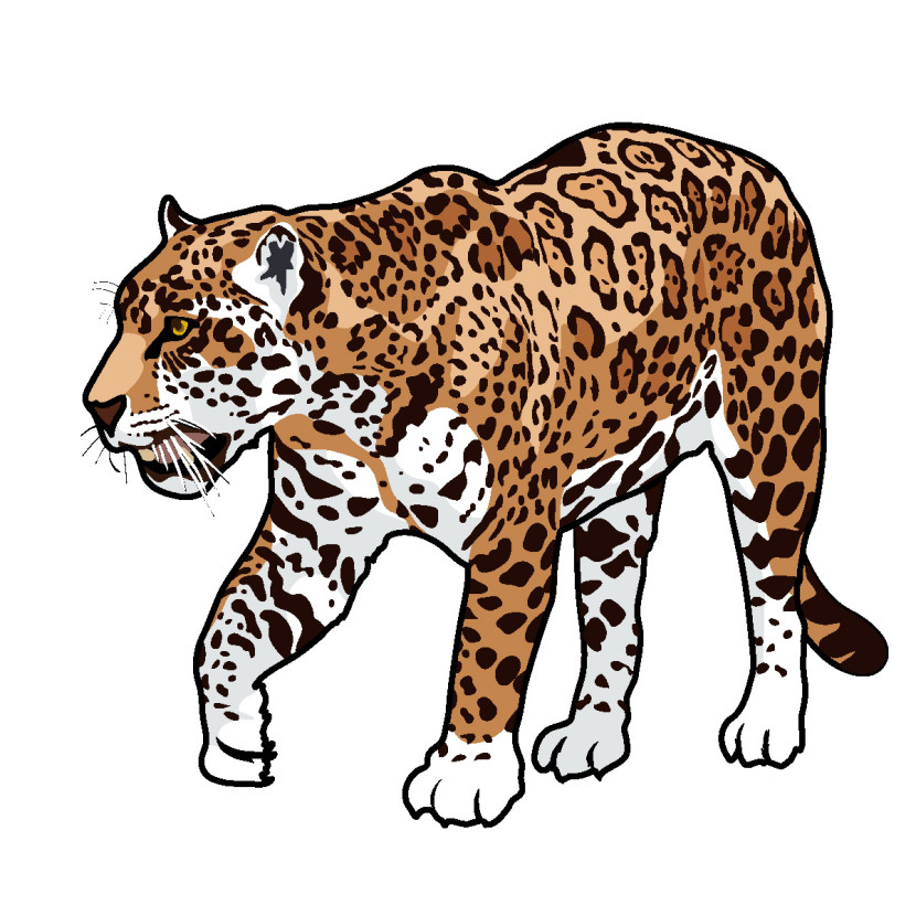 Jaguar Animal Cartoon Clipart Free Clip Art Images - Jaguar, Transparent background PNG HD thumbnail