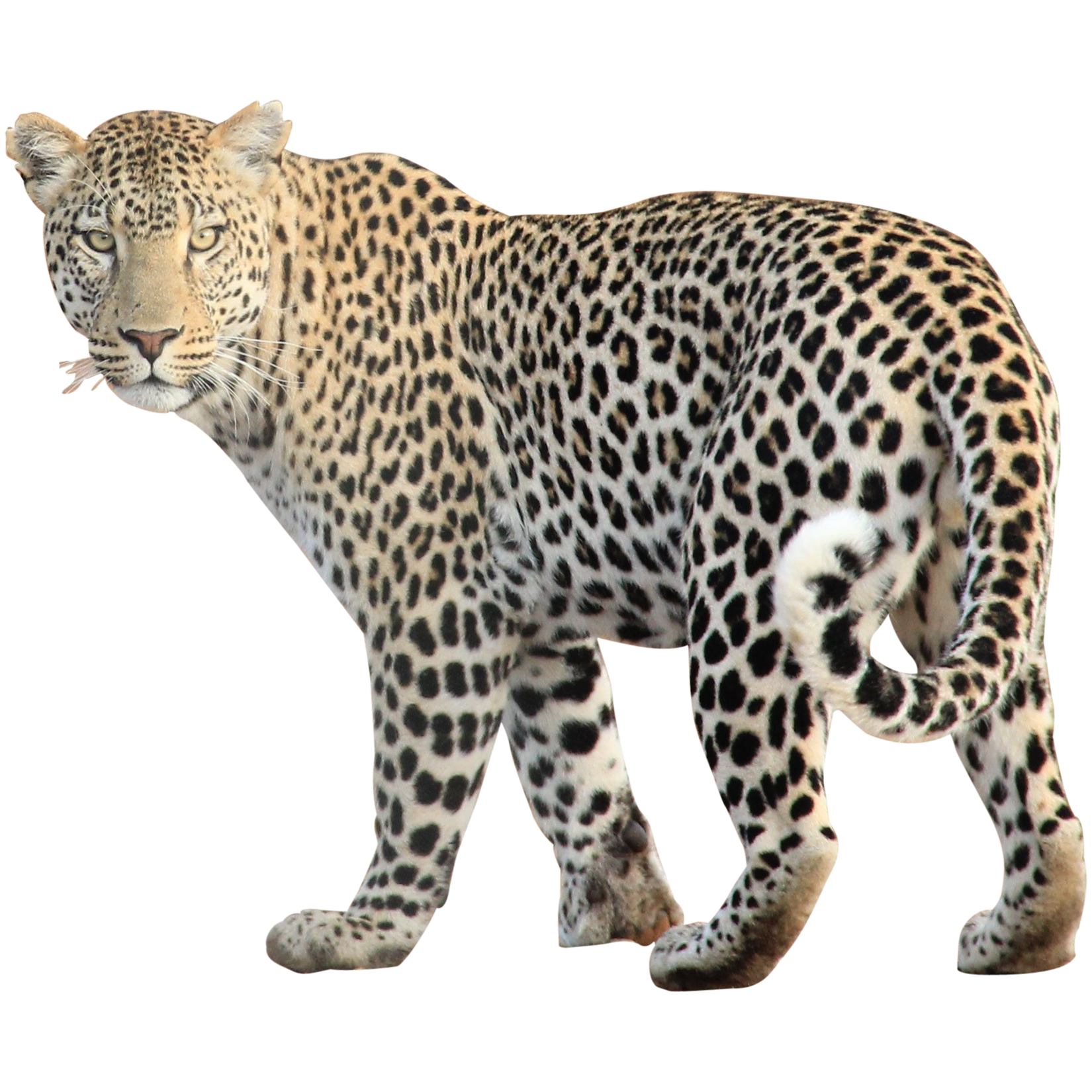 Leopard - Jaguar, Transparent background PNG HD thumbnail