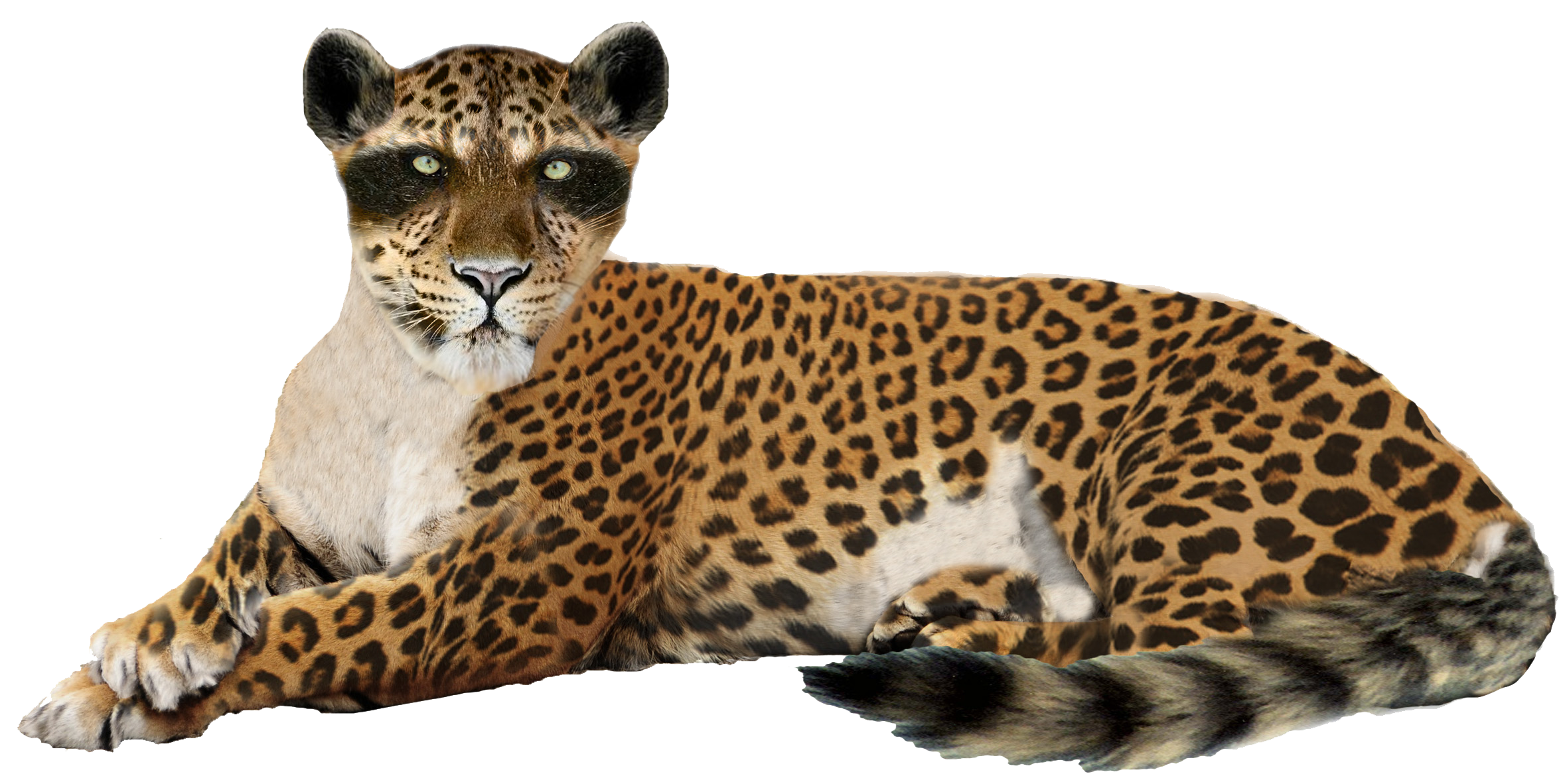 Leopard Png Image - Jaguar, Transparent background PNG HD thumbnail