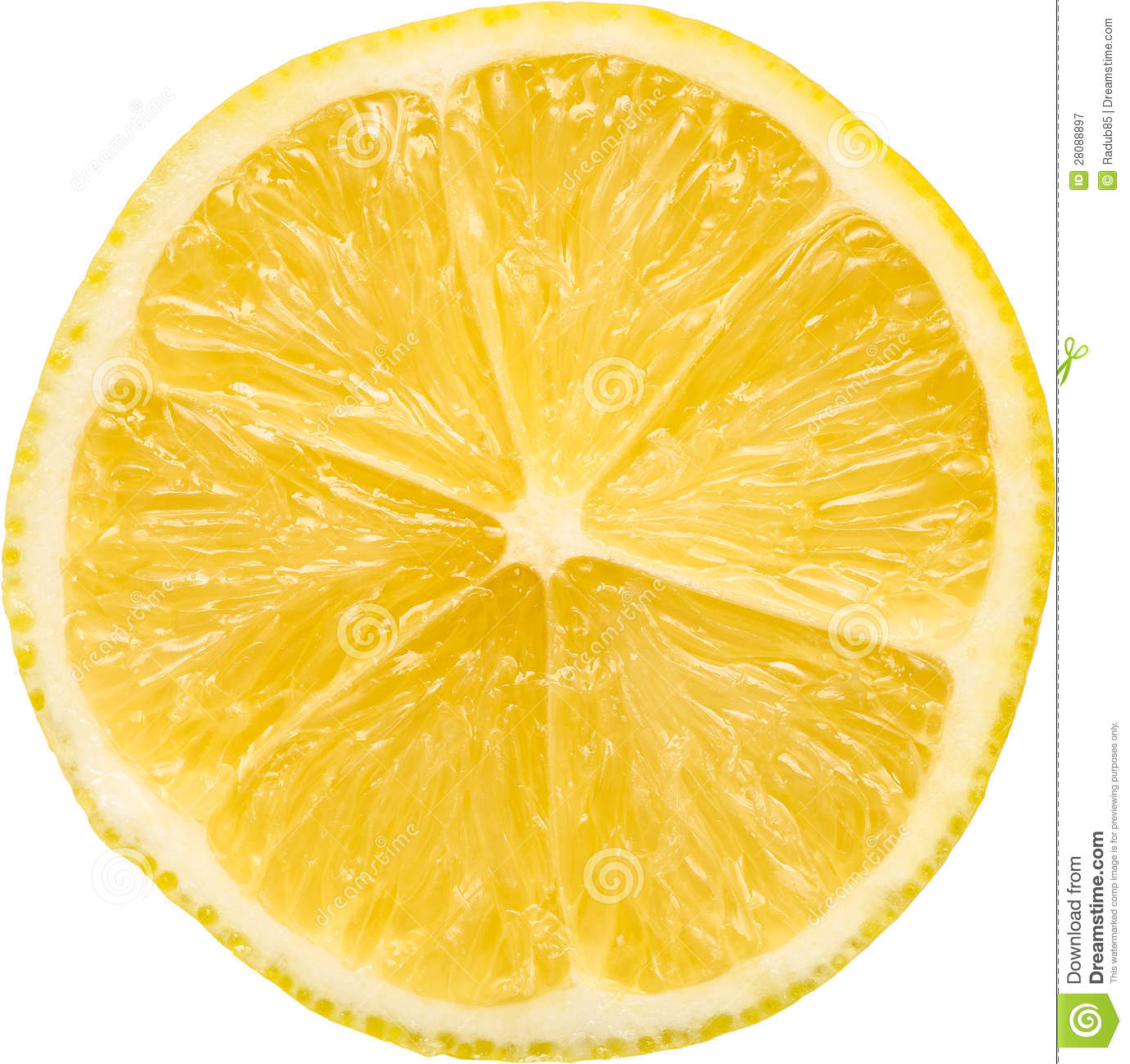 Isolated Lemon Macro Slice Hdpng.com  - Lemon Slice, Transparent background PNG HD thumbnail