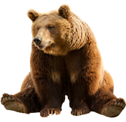 Bear Png Images On This Site You Can Download Free Bear Png Image With Transparent Background - Of Bears, Transparent background PNG HD thumbnail