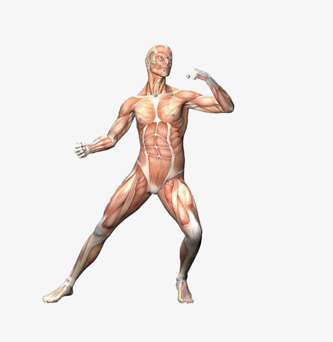 Body Parts, Nervous System, Skin, Artwork Png Image And Clipart - Of Body Parts, Transparent background PNG HD thumbnail