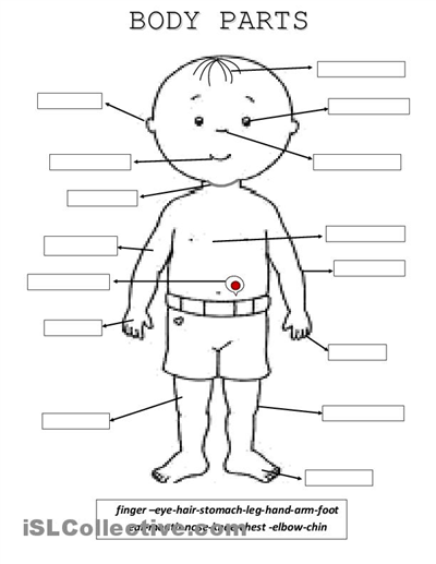 Body Parts Worksheet   Free Esl Printable Worksheets Made By Teachers - Of Body Parts, Transparent background PNG HD thumbnail