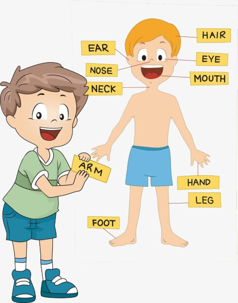Boy Schematically Body Parts, Free Pull, Cartoon, Body Png Image And Clipart - Of Body Parts, Transparent background PNG HD thumbnail