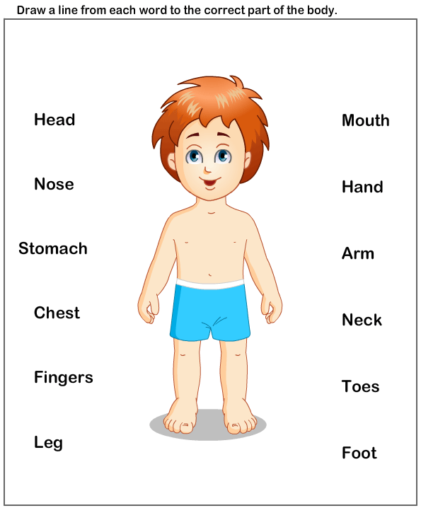 Science Worksheets   Preschool Worksheets   Body Parts Worksheets - Of Body Parts, Transparent background PNG HD thumbnail