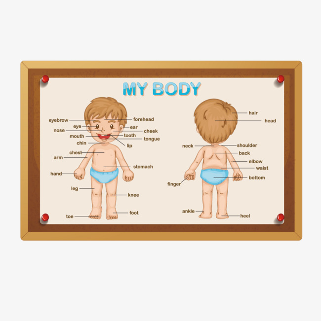 Vector Boy Body, Child, Doll, Body Parts Png And Vector - Of Body Parts, Transparent background PNG HD thumbnail