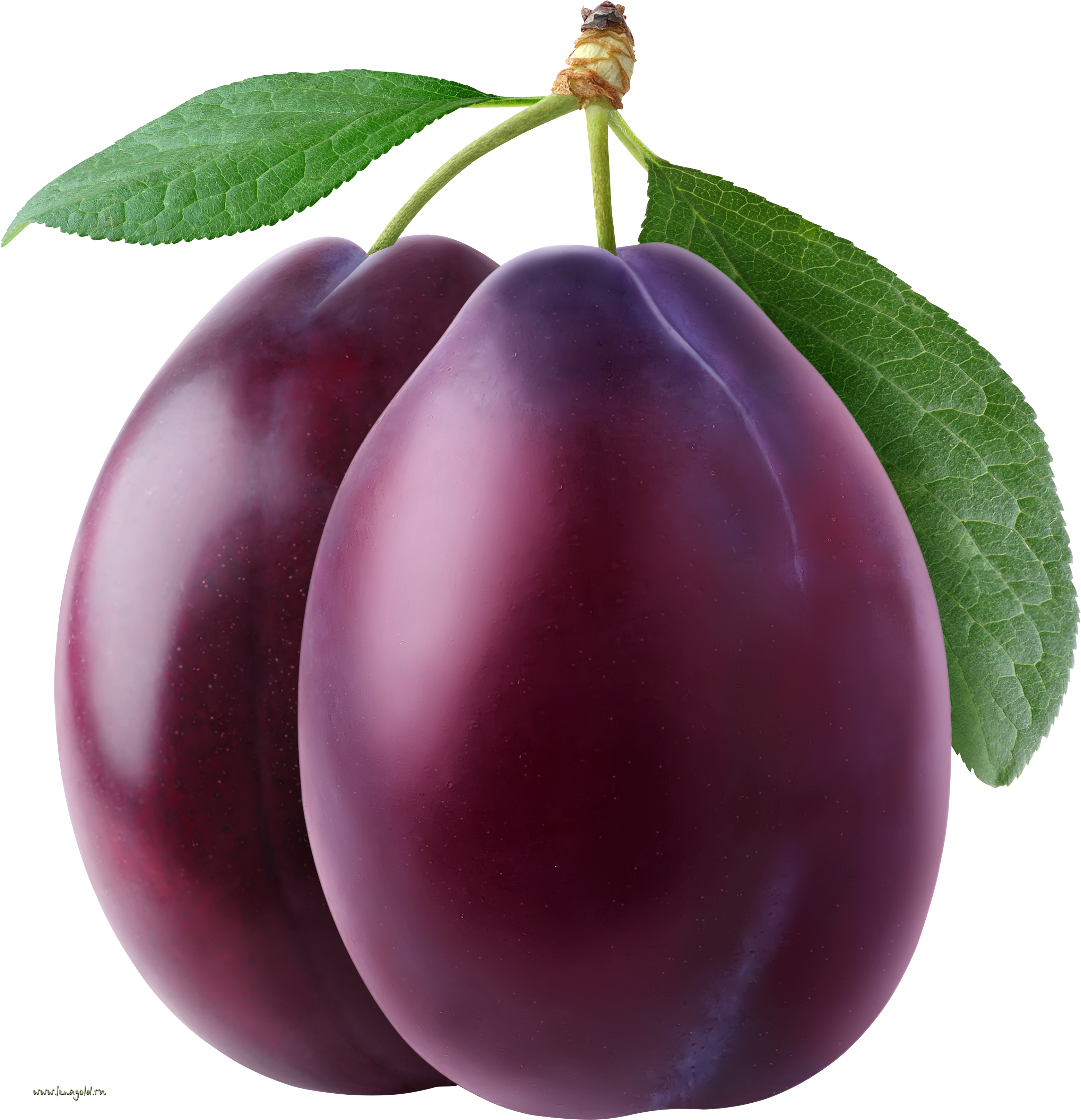 Plum PNG image, Free PNG Plums - Free PNG