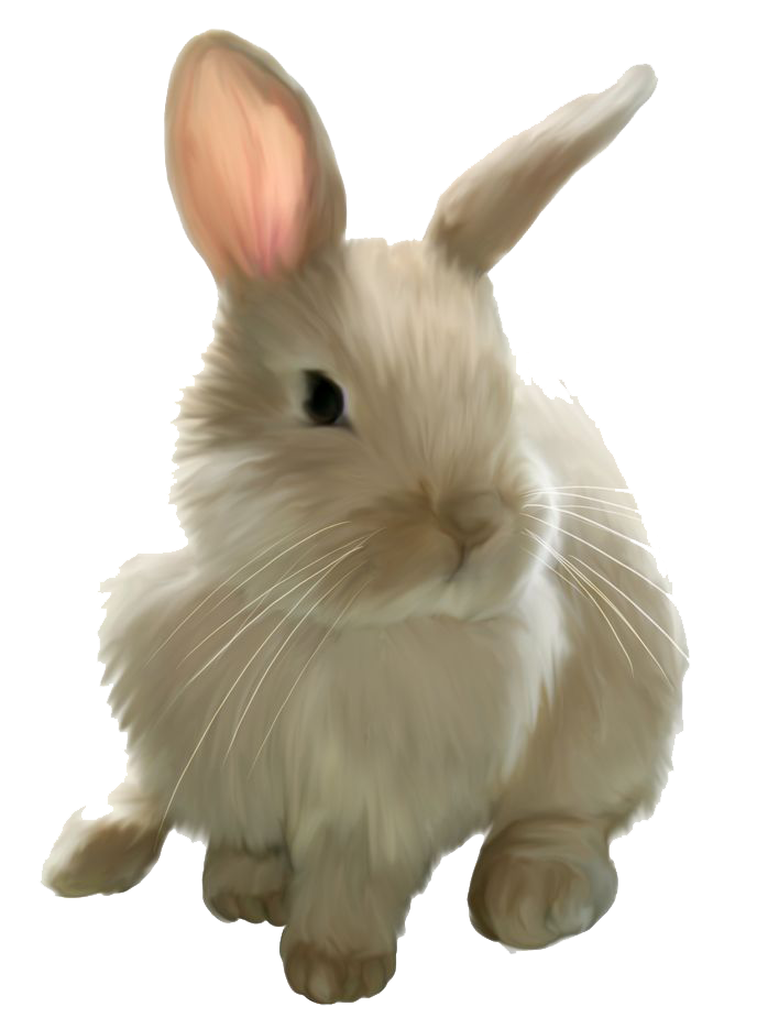 Bunny rabbit clipart free gra