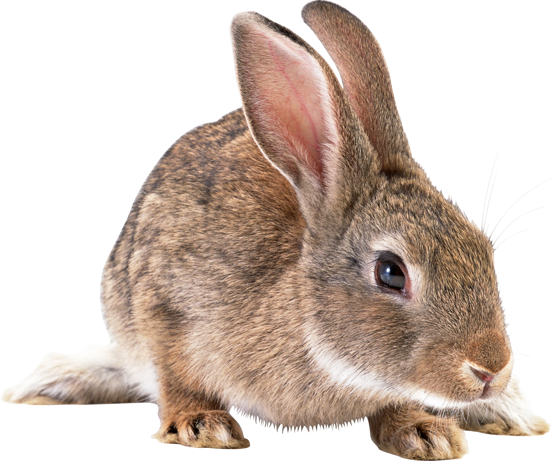 Gray Rabbit Png Image - Rabbits Bunnies, Transparent background PNG HD thumbnail