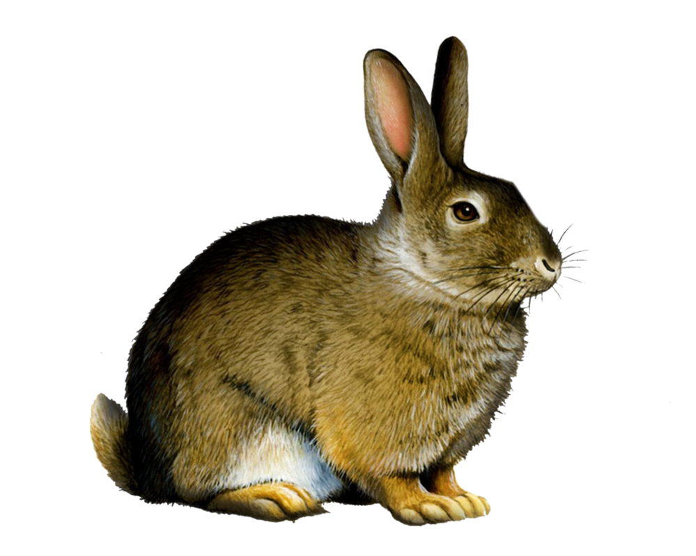 Png Rabbit By Moonglowlilly Hdpng.com  - Rabbits Bunnies, Transparent background PNG HD thumbnail
