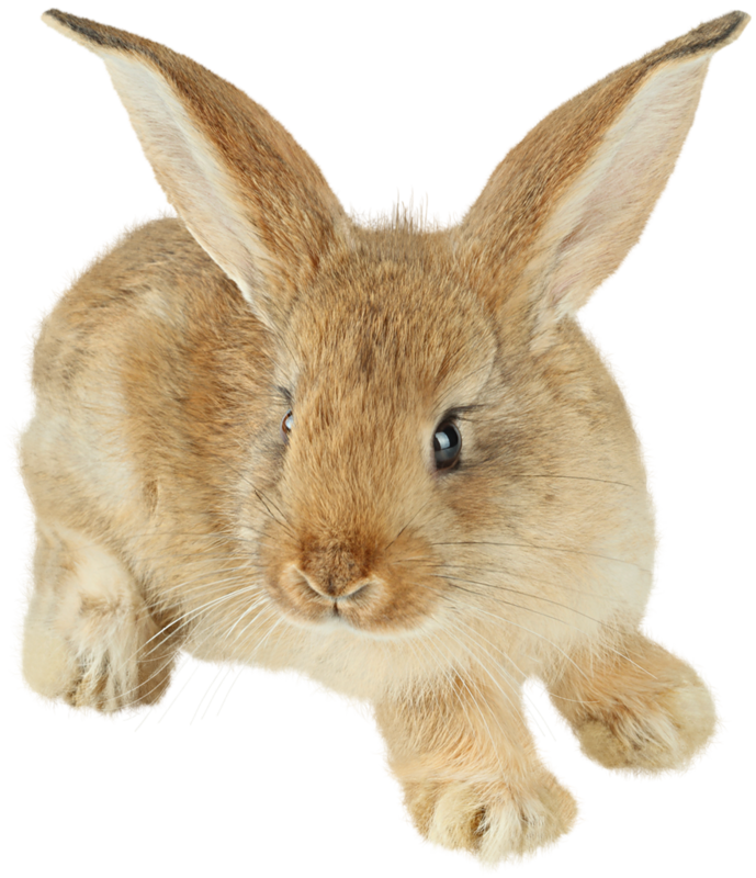 Rabbit Png Image - Rabbits Bunnies, Transparent background PNG HD thumbnail