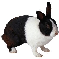 Rabbit Png Image Png Image - Rabbits Bunnies, Transparent background PNG HD thumbnail