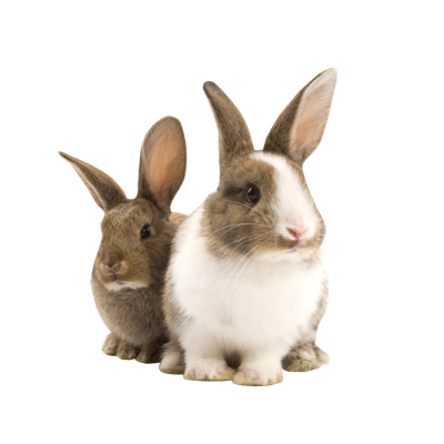 Transparent Pet Bunny Rabbit Png - Rabbits Bunnies, Transparent background PNG HD thumbnail