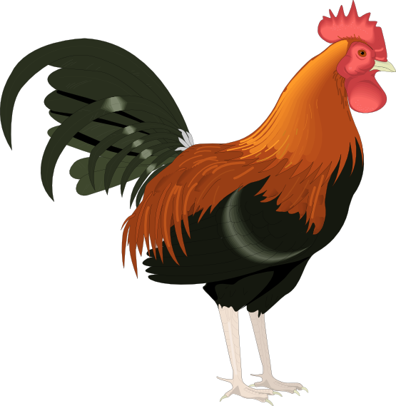 Rooster Clip Art Cartoon Free Clipart Images 2 - Rooster, Transparent background PNG HD thumbnail