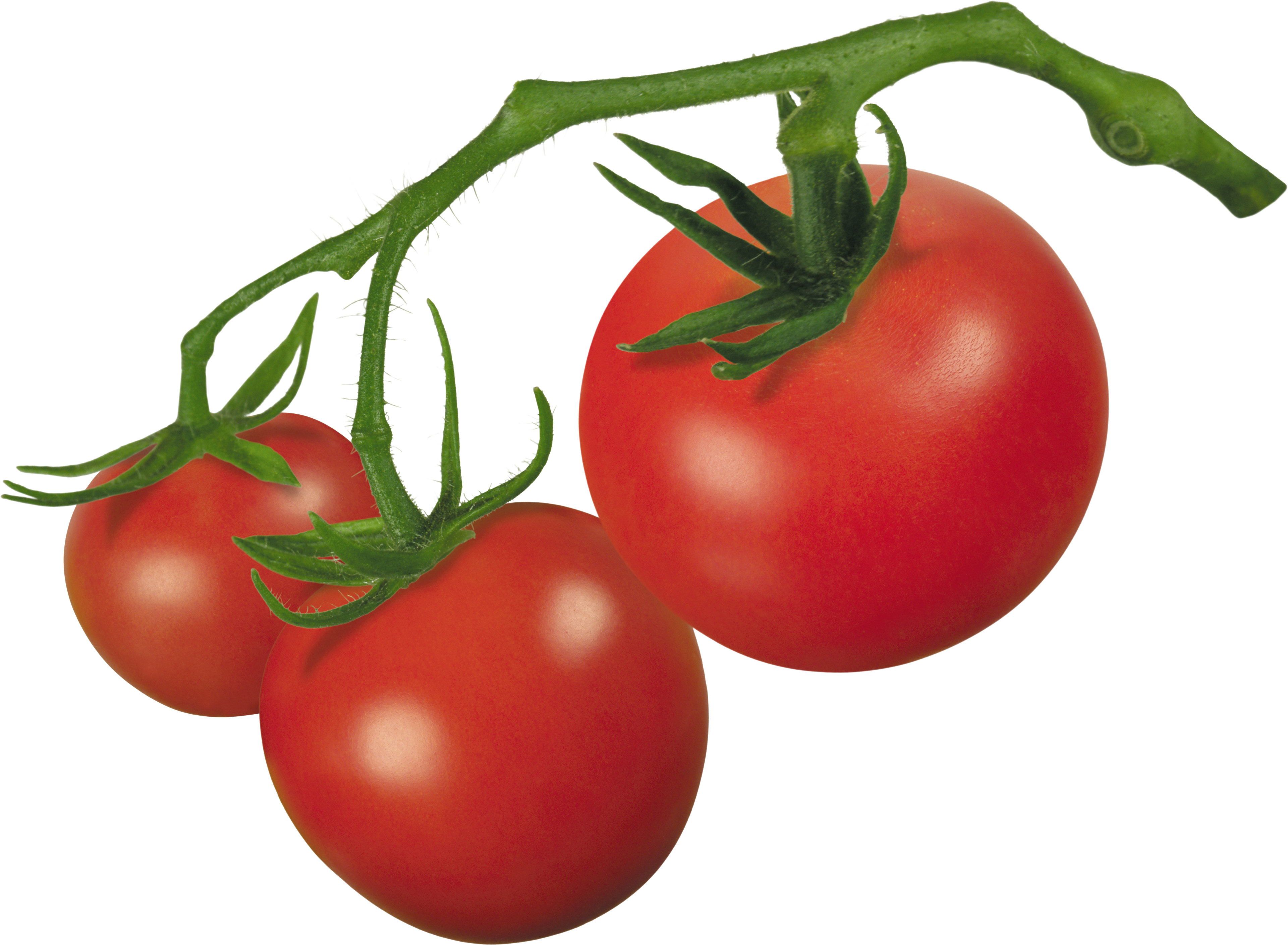 Tomato Plant Clipart No Background - Tomatoes, Transparent background PNG HD thumbnail