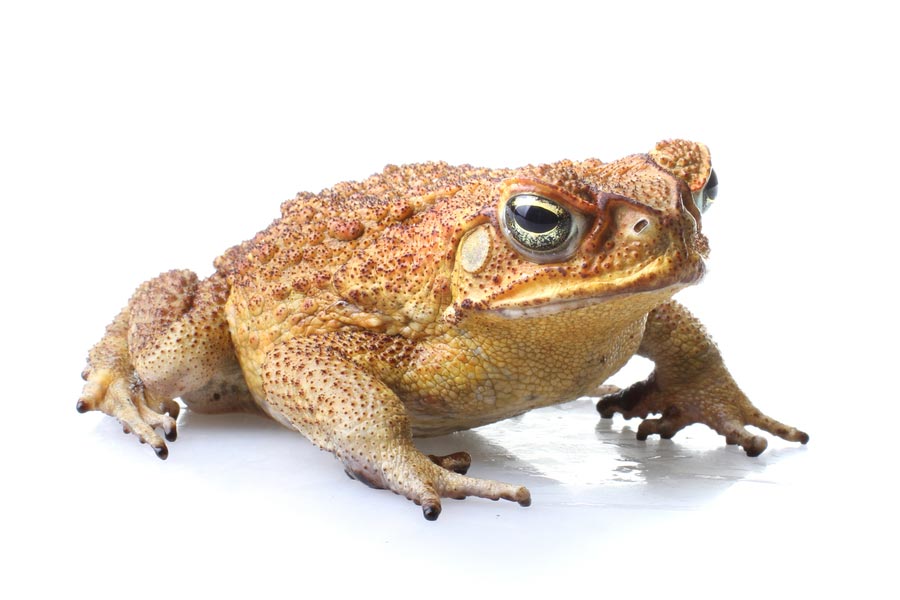 Cane Toad - Frog And Toad, Transparent background PNG HD thumbnail