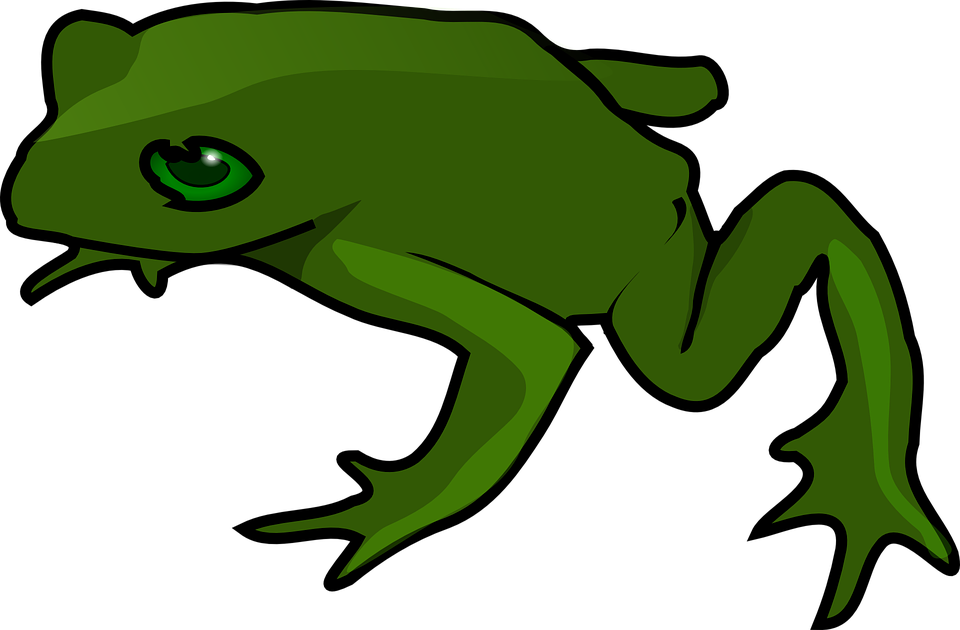 Frog Green Amphibian Toad Land Water Wildlife - Frog And Toad, Transparent background PNG HD thumbnail