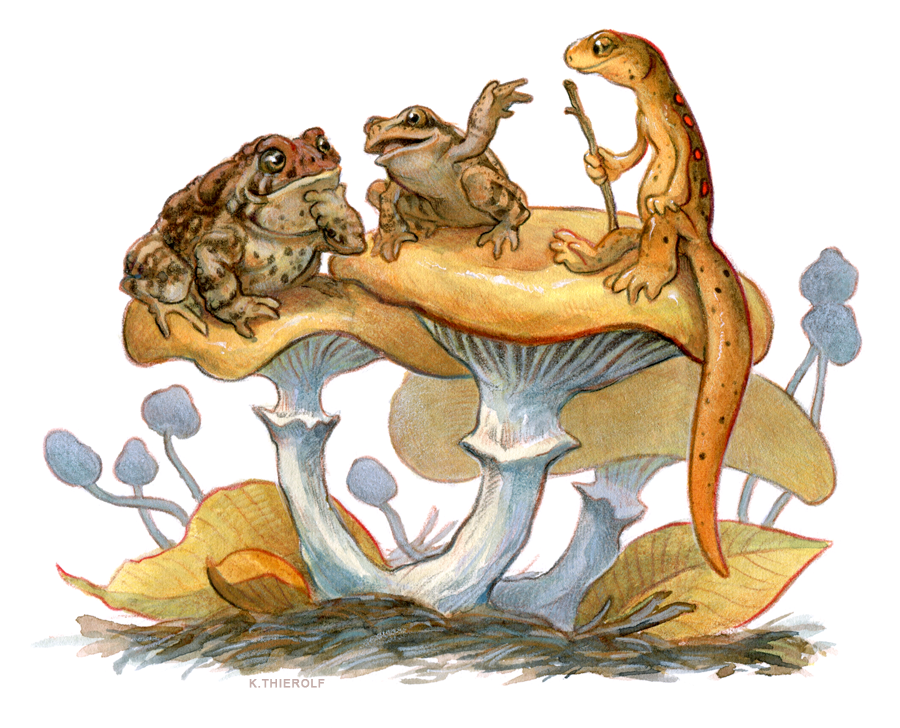 Newt Moot 5: Frog And Toad By Rowkey Hdpng.com  - Frog And Toad, Transparent background PNG HD thumbnail