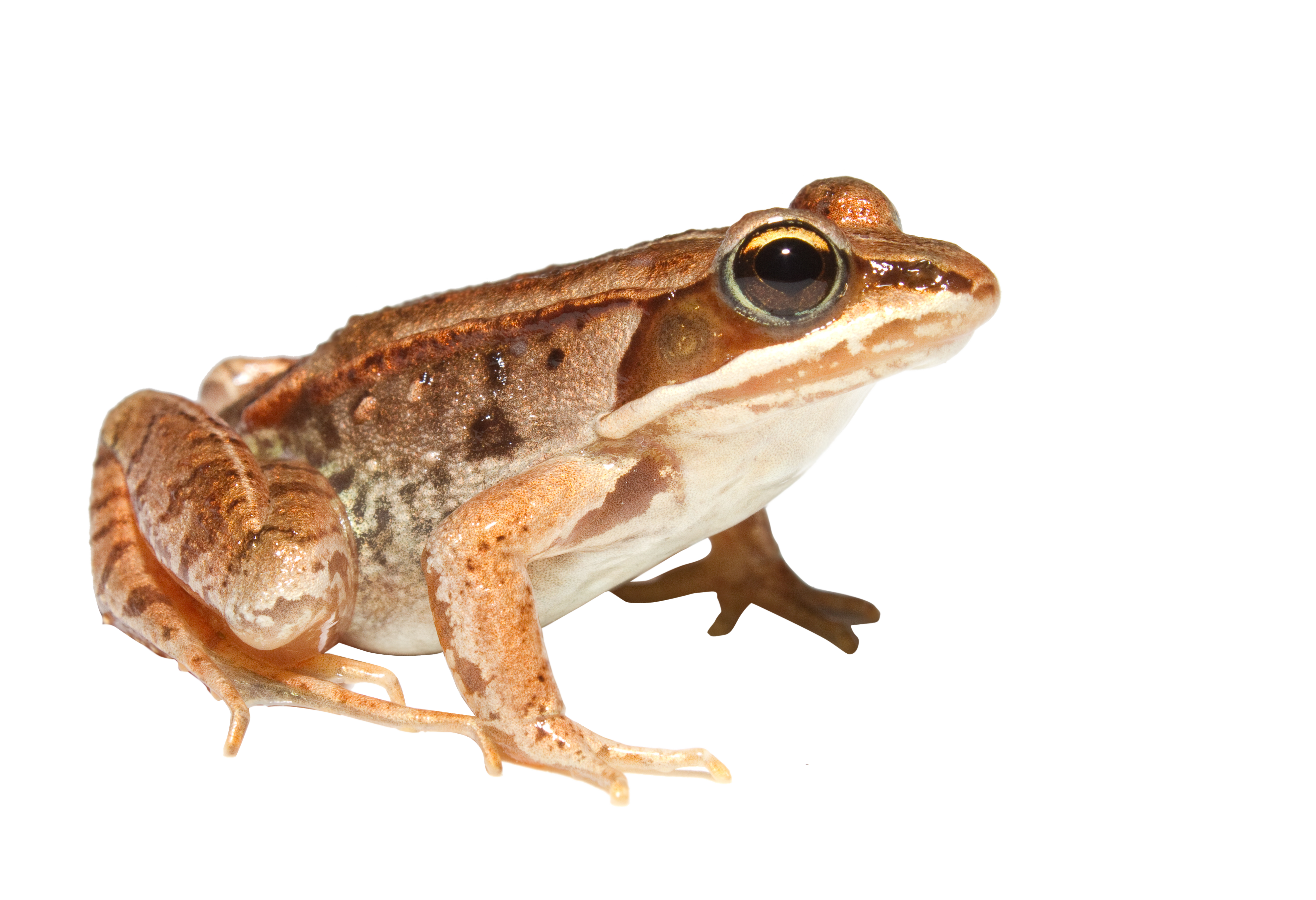 Orange Toad Png Image   Purepng | Free Transparent Cc0 Png Image Library - Frog And Toad, Transparent background PNG HD thumbnail