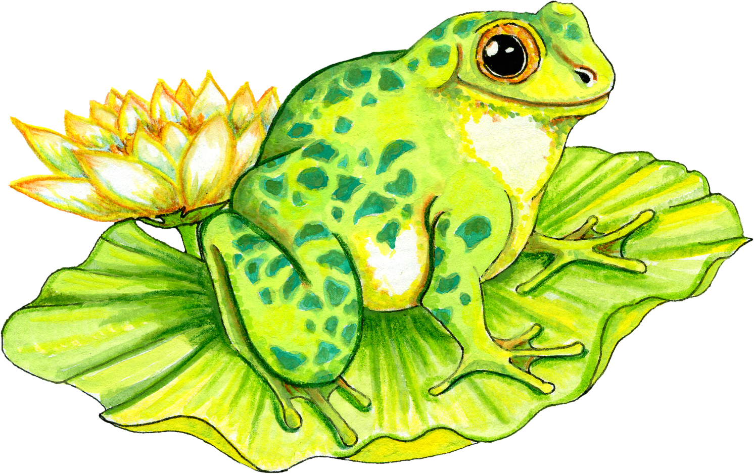 Cartoon Frog On A Lily Pad Ca