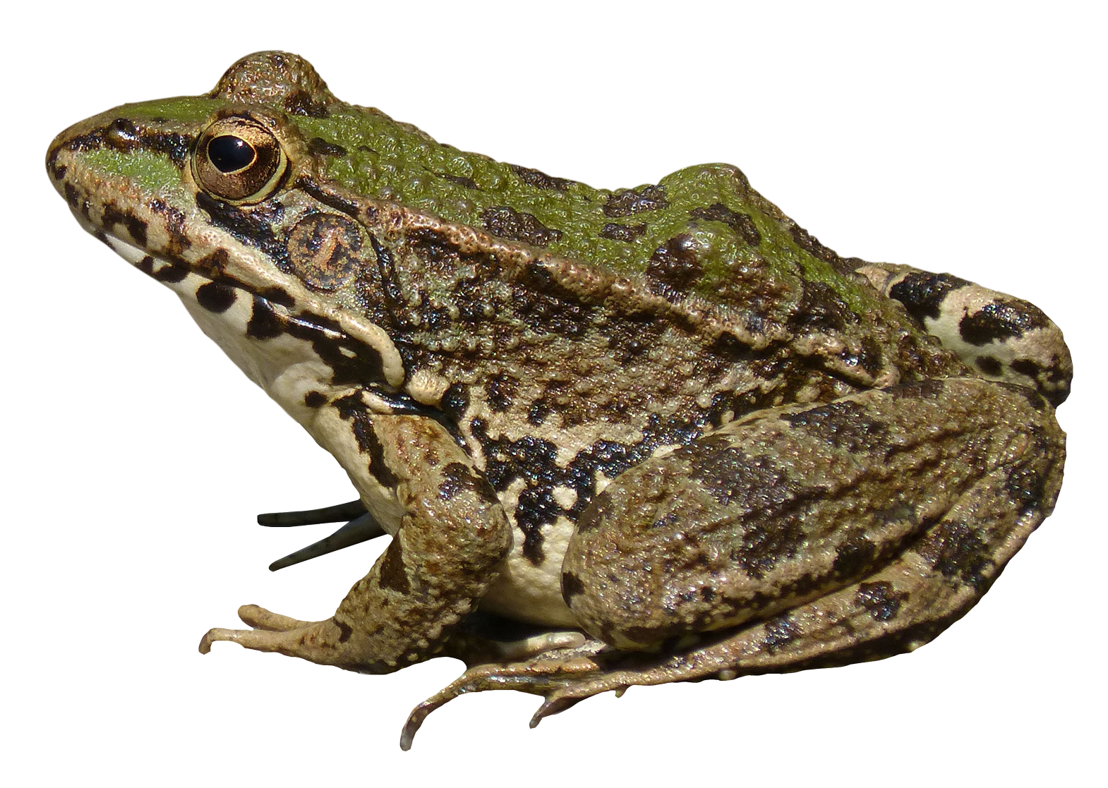 Amazing Frog Png Image Image #43133 - Frog, Transparent background PNG HD thumbnail