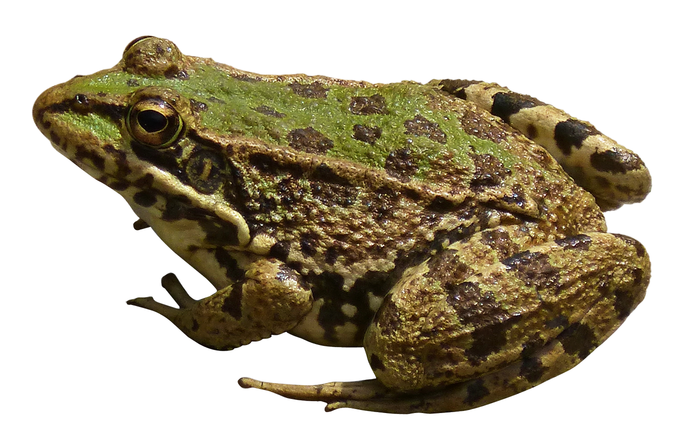 Big Eyes Frog PNG Image image